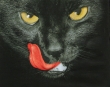 Котки9