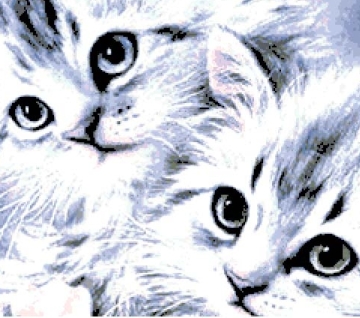 Котки19