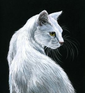 Котки36