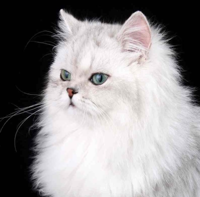 Котки37