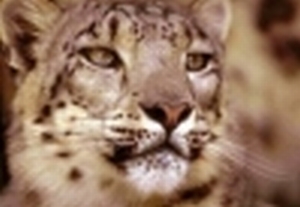 Котки4