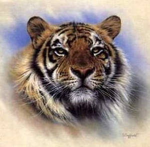 Котки57