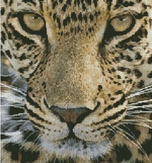 Котки64
