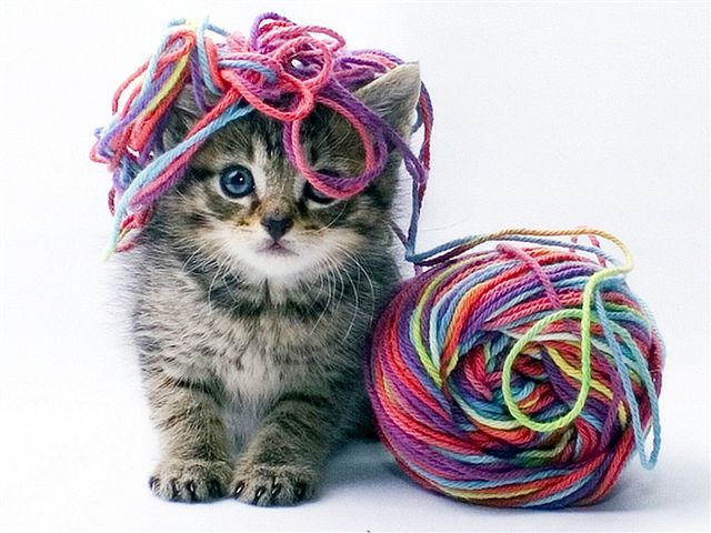 Коте